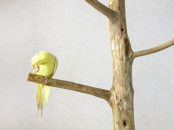 【流木の止まり木】鳥 大型バードスタンド 高さ約99cm 人気のツリー型　インコ止まり木 5枚目の画像