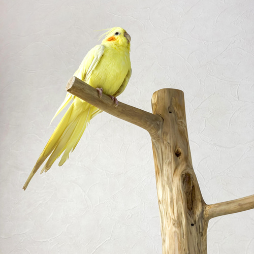流木の止まり木】鳥 大型バードスタンド 高さ約99cm 人気の