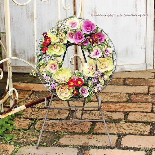 現品販売 花寄せ植えギャザリングリース ハボタン葉牡丹＆アリッサム