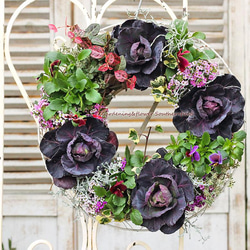 寄せ植え　 アリッサム　リース仕立て ラミウム　ハンギングリース 寄せ植え アリッサム リース仕立て ラミウム ハンギングリース