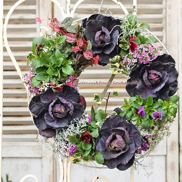 現品販売 花寄せ植えギャザリングリース ハボタン葉牡丹＆アリッサム
