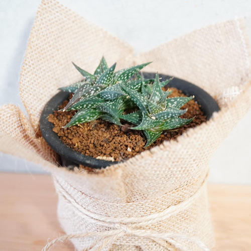 最小の希少アロエ！◇アロエ ディスコイングシー◇多肉植物 レア 3号