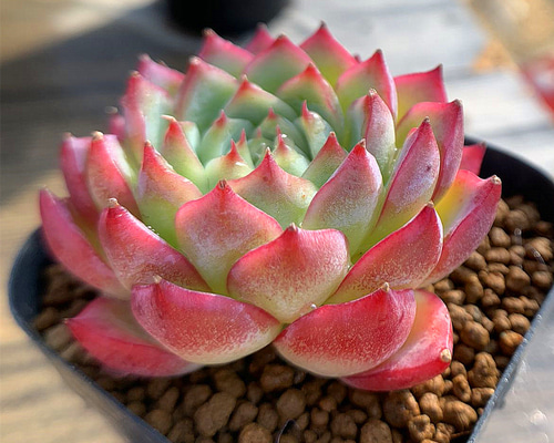 ae45db51349673a33894c56eb33481