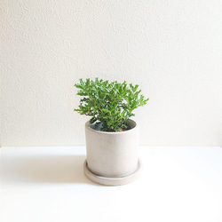 ☆数量限定☆新作☆ ”姫ヒイラギ ヒメヒイラギ 姫柊 鉢/受け皿セット