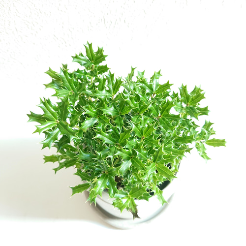 ✨✨✨ ヒメヒイラギ 【ジブリの世界】検/姫柊 楽天市場】姫ヒイラギ 鉢色選べる シリンドリカルポット 3.5号鉢サイズ