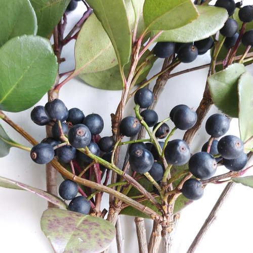 GORICHAです。シャリンバイの実 GORICHA様専用です。シャリンバイの実