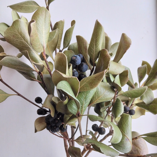 シャリンバイの実（ﾄﾞﾗｲﾌﾗﾜｰ） ドライフラワー nyao-mery 通販