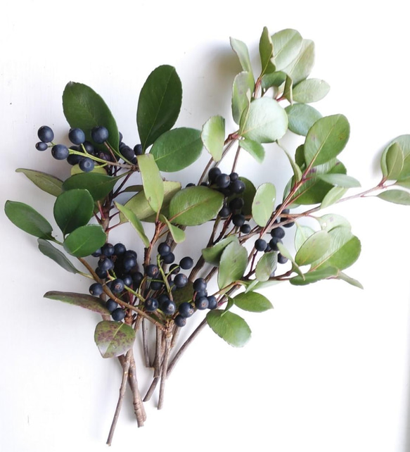 シャリンバイの実300本 シャリンバイの実（ﾄﾞﾗｲﾌﾗﾜｰ） ドライフラワー nyao-mery 通販