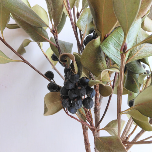 シャリンバイの実（ﾄﾞﾗｲﾌﾗﾜｰ） ドライフラワー nyao-mery 通販