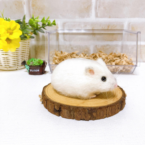 羊毛　ハムスター　パールホワイト パールホワイトちゃん🐹☺️💕⁡ ⁡ ⁡ #ハムスター #ハムスター