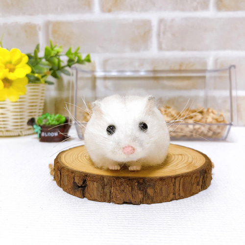 パールホワイトちゃん🐹☺️💕⁡ ⁡ ⁡ #ハムスター #ハムスター