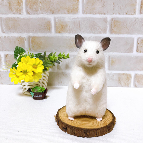 シロクマさん♪ *ホワイトハムスター* ゴールデン・シリアン <羊毛