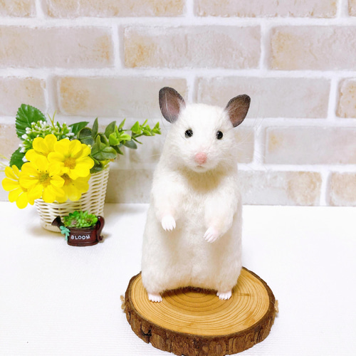 シロクマさん♪ *ホワイトハムスター* ゴールデン・シリアン <羊毛