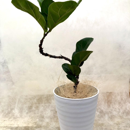 送料無料！人気のフィカスバンビーノ曲がり観葉植物 その他