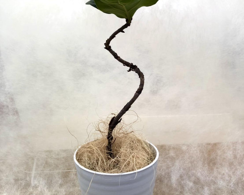 フィカス バンビーノ 曲げ　観葉植物 送料無料！人気のフィカスバンビーノ曲がり観葉植物 その他