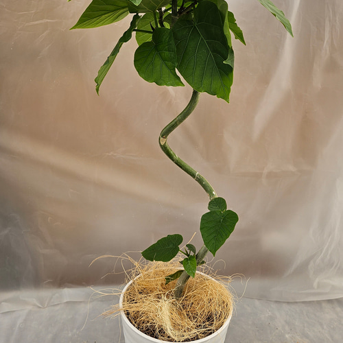 送料無料！人気のウンベラータ曲がり観葉植物 その他ファッション 