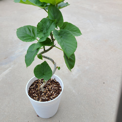 珍しい‼️カラテアムサイカ観葉植物 その他素材 グリーンハウス 通販
