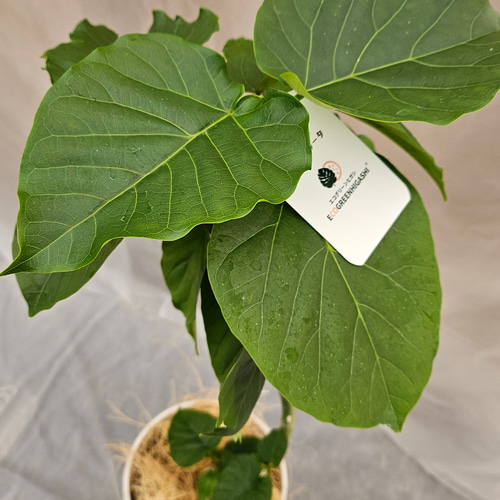送料無料！人気のウンベラータ曲がり観葉植物 その他ファッション 