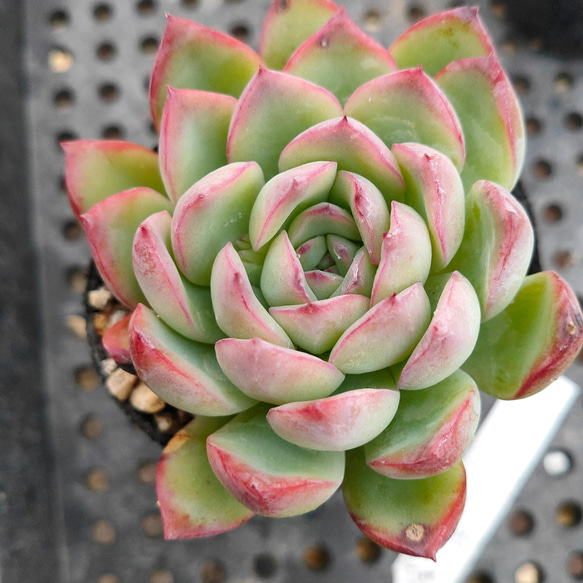 送料込み*花うらら*抜き苗　多肉植物 2枚目の画像