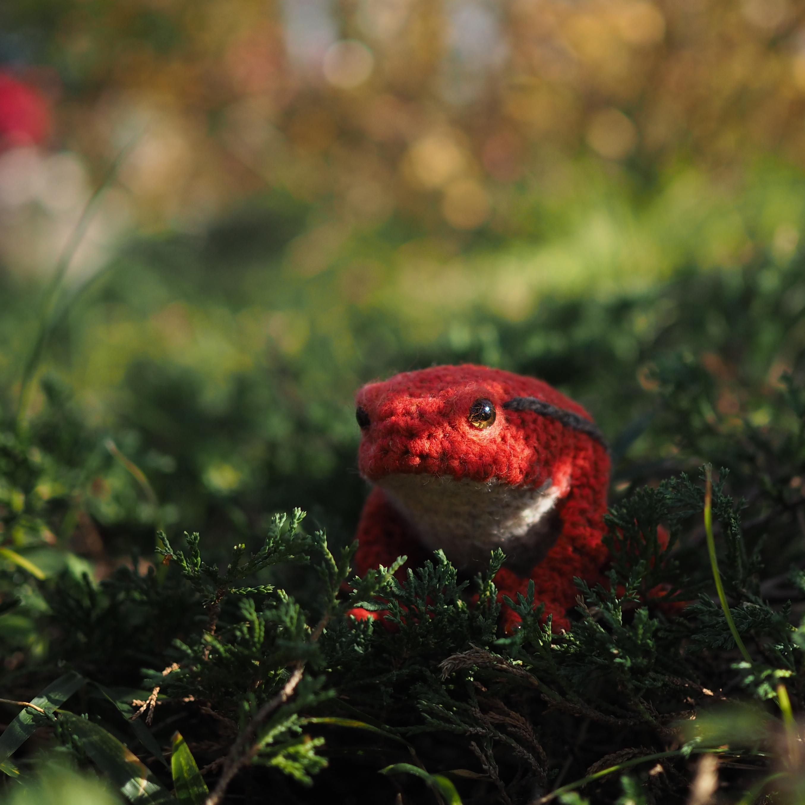 アカトマトガエル