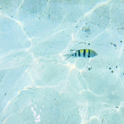 写真の揺れるピアス/イヤリング　タイの海の水面 7枚目の画像