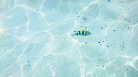 写真の揺れるピアス/イヤリング　タイの海の水面 7枚目の画像