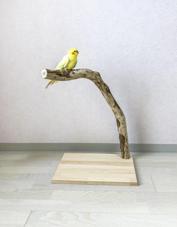 【流木止まり木】鳥 バードスタンド 高さ54cm太めの枝とまだら模様が特徴の止まり木 1枚目の画像