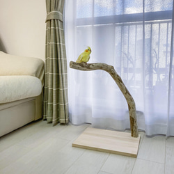 【流木止まり木】鳥 バードスタンド 高さ54cm太めの枝とまだら模様が特徴の止まり木 9枚目の画像