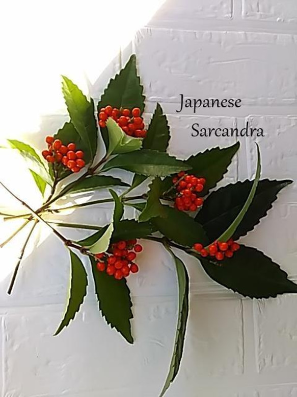 縁起もの『千両』センリョウ お正月飾り 花材 自然素材 リース Ckimy