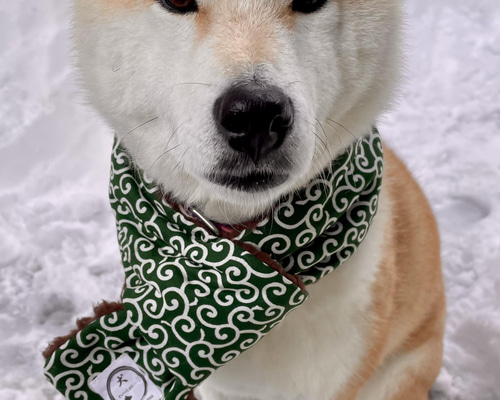 マフラー 犬用 Amazon | ライブディオ SR ZX AF34 AF35 対応 ステンレス