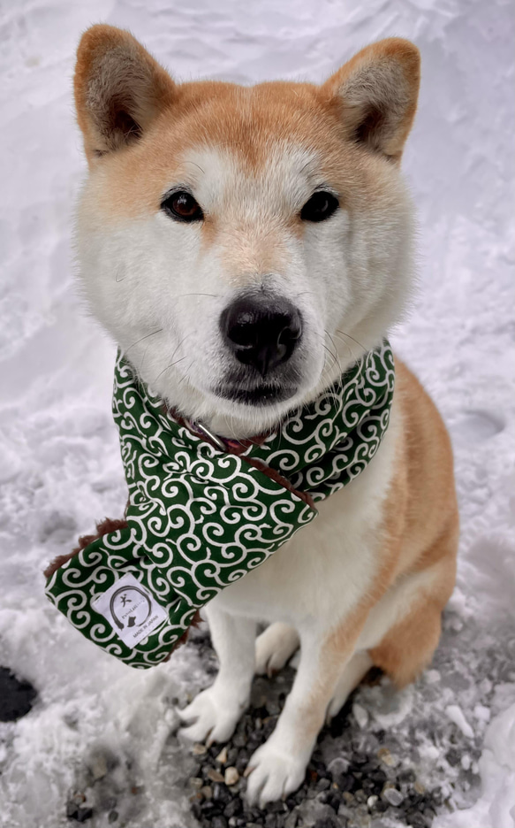 「犬さんのマフラー」犬用マフラー 犬用スヌード 犬用ネックウォーマー 柴犬 唐草 1枚目の画像