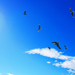 写真の耳飾り　青空と鳥 8枚目の画像