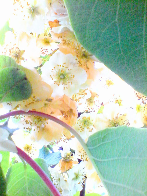 写真のピアス/イヤリング　キウイフルーツの花×パール 8枚目の画像