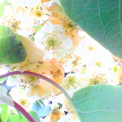 揺れる写真のピアス/イヤリング　キウイフルーツの花 7枚目の画像