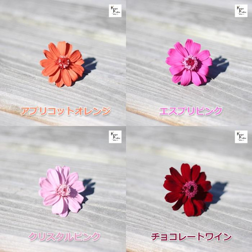 大地農園！ドライフラワー「ジニア アプリコットオレンジ 1輪」プリザ 