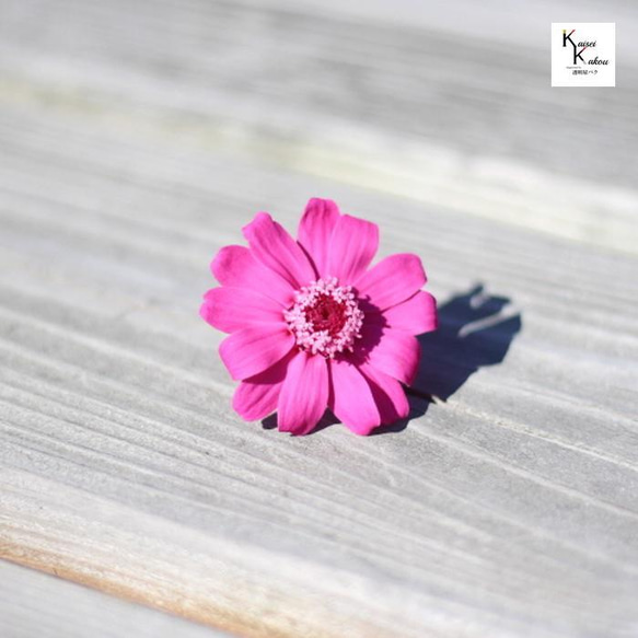 《大地農場！乾花》百日草 Esprit 粉紅色 5 輪“保存安排材料植物標本館時尚可愛 第2張的照片