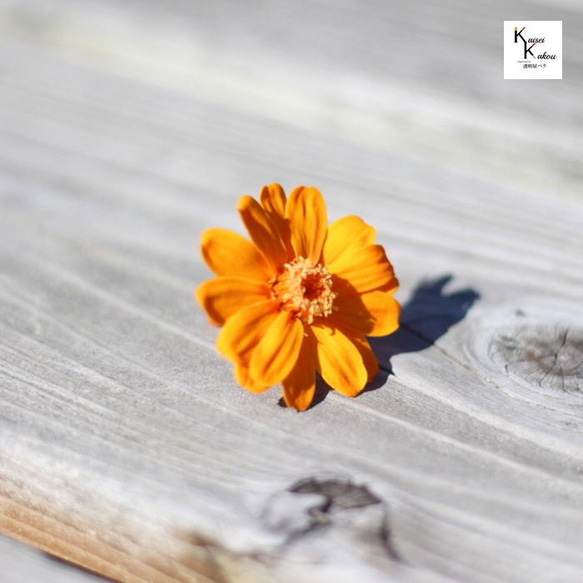 大地農園！ドライフラワー「ジニア フルーティオレンジ 1輪