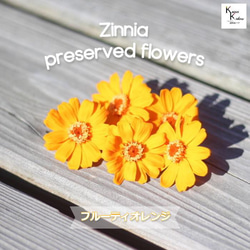 大地農園！ドライフラワー「ジニア フルーティオレンジ 5輪」プリザ