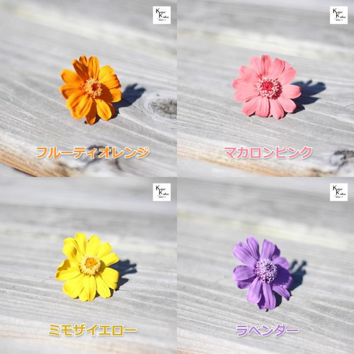 大地農園！ドライフラワー「ジニア マカロンピンク 1輪」プリザ