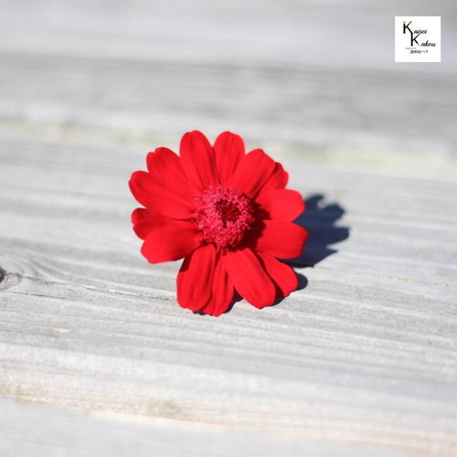 ◆ハーバリウム　169  冬のジニア*.:。✿*゜¨ 05221210_6289a9ac1a136.jpg