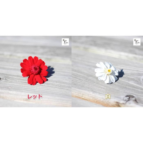 大地農園！ドライフラワー「ジニア 白 1輪」プリザ アレンジ 資材 花材 