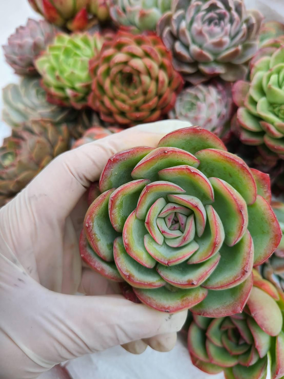 韓国多肉植物　5個セット　多肉植物　大きい 3枚目の画像