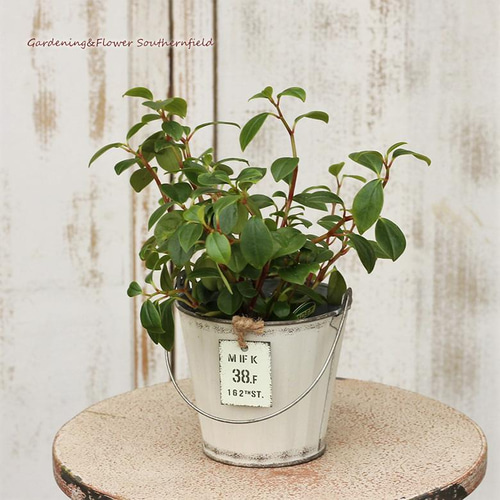 アンティークバケツ 古道具 レトロ雑貨 ガーデニング 多肉植物 観葉植物 楽天市場】プランター 多肉植物 ビンテージ レトロ 錆加工