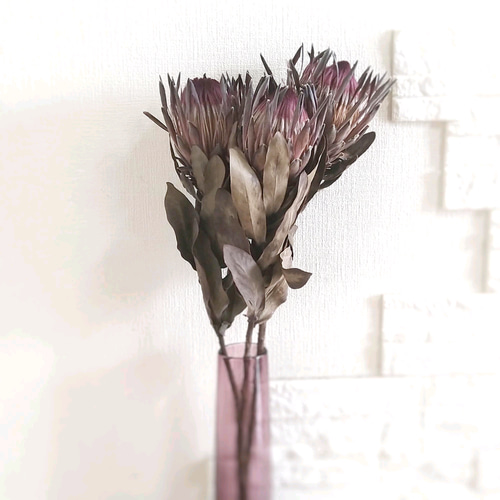 単品シリーズ〈ドライフラワー・プロテア・シャロン〉1本のみ ドライ