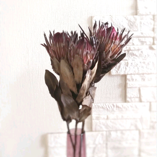 単品シリーズ〈ドライフラワー・プロテア・シャロン〉1本のみ ドライ