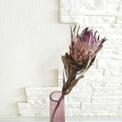 ドライフラワー❇️プロテア シャロン❣️ 単品シリーズ〈ドライフラワー・プロテア・シャロン〉1本のみ ドライ