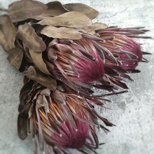 単品シリーズ〈ドライフラワー・プロテア・シャロン〉1本のみ ドライ