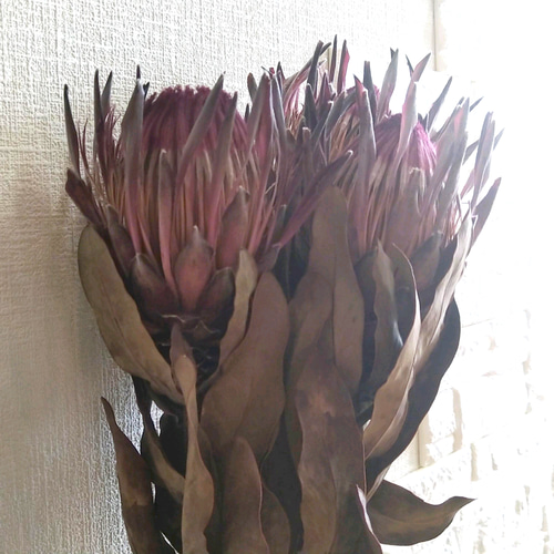 単品シリーズ〈ドライフラワー・プロテア・シャロン〉1本のみ ドライ