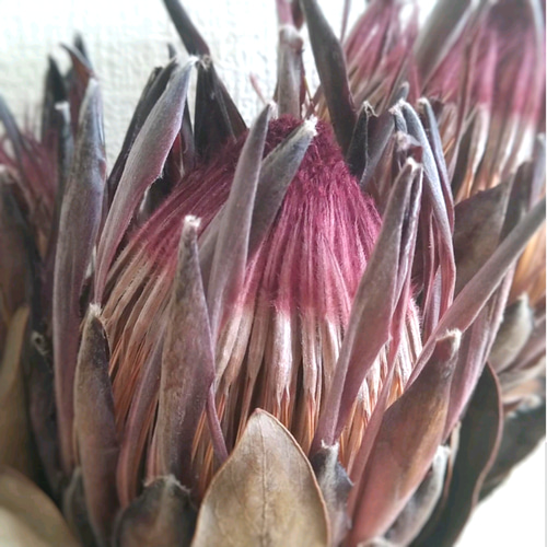 単品シリーズ〈ドライフラワー・プロテア・シャロン〉1本のみ ドライ