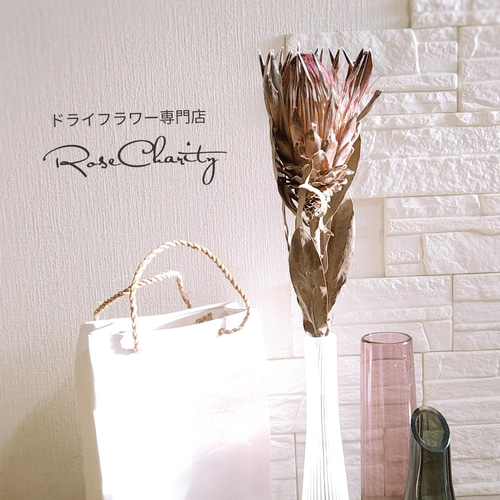 単品シリーズ〈ドライフラワー・プロテア・シャロン〉1本のみ ドライ
